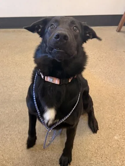 A young large-sized male Black Labrador Retriever dog named Willis for adoption in Cleveland, OH