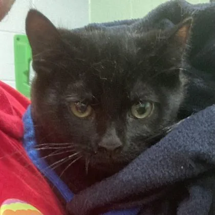 A baby small-sized male Domestic Short Hair cat named Larry for adoption in Cincinnati, OH