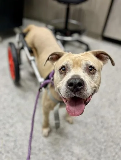 A senior large-sized female Yellow / Tan / Blond / Fawn Mixed Breed dog named Lizzie Hotwheels for adoption in Kansas City, MO