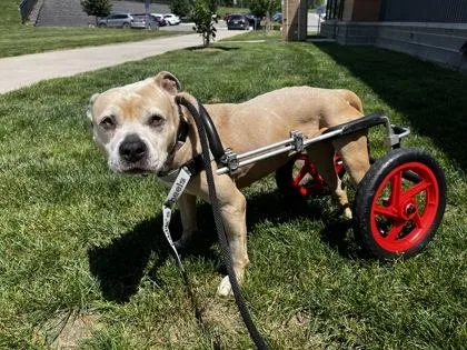 Lizzie Hotwheels thumbnail 2