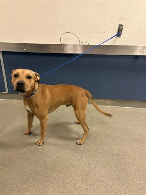 A young small-sized male Terrier dog named Patata for adoption in Miami, FL