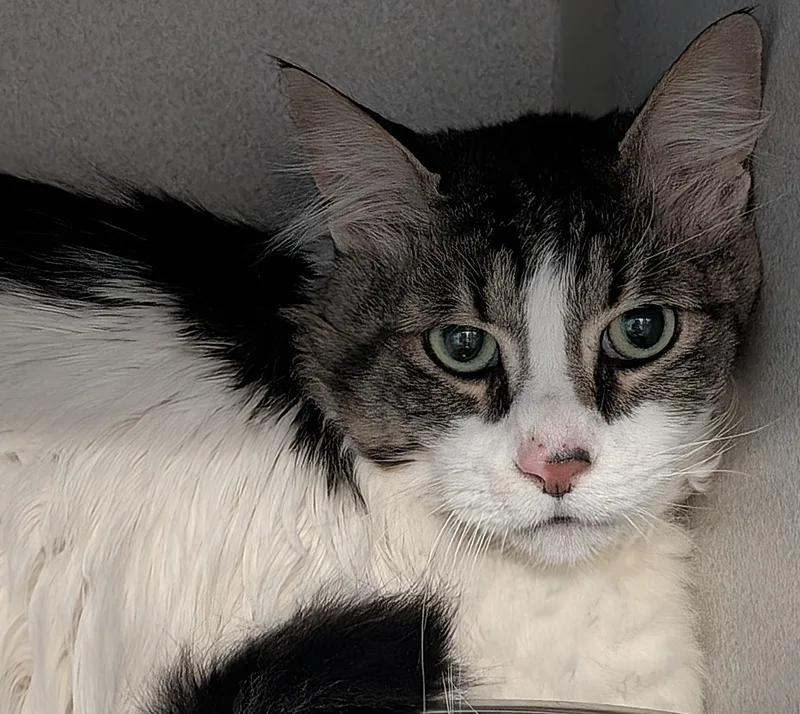 A senior extra large-sized male Tabby (Brown / Chocolate) Domestic Long Hair cat named Cheyenne for adoption in Bisbee, AZ