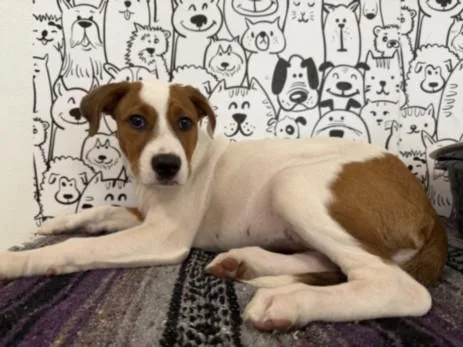 A baby medium-sized female Staffordshire Bull Terrier dog named May for adoption in San Pedro, CA