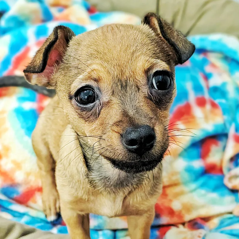 A baby small-sized female Chihuahua dog named Mousi for adoption in Eustis, FL