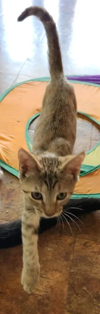 A baby small-sized female Domestic Short Hair cat named Tinabell for adoption in Dallas, TX