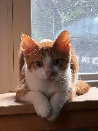 A young small-sized male Orange & White Domestic Short Hair cat named Apollo . for adoption in LITTLE MOUNTAIN, SC