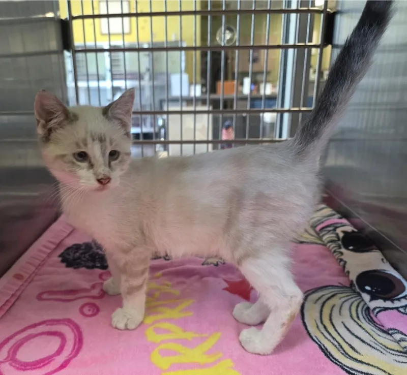 A baby small-sized male White Domestic Medium Hair cat named Alvin for adoption in Rockwall, TX