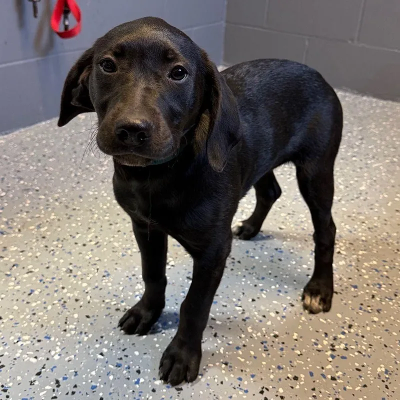 A baby small-sized female Black Labrador Retriever dog named Molly for adoption in Buffalo, MN