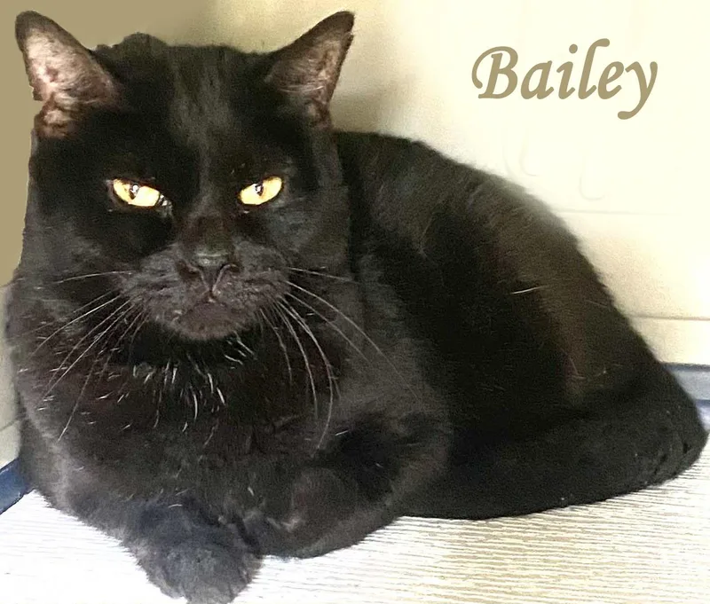 An adult medium-sized female Black Domestic Short Hair cat named Bailey for adoption in Mansfield, OH