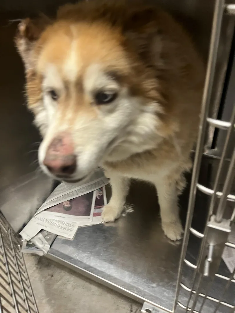 An adult medium-sized male Siberian Husky dog named Charlie for adoption in Van Nuys, CA