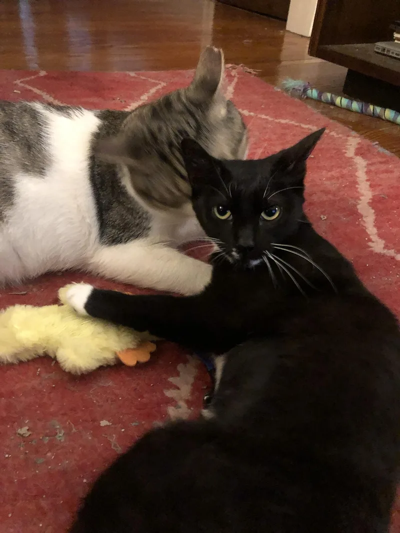 Sascha Walton thumbnail 4