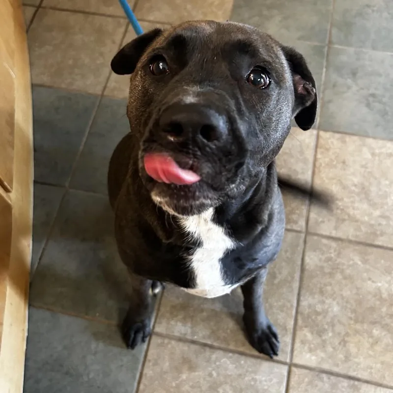 An adult large-sized female Gray / Blue / Silver Mixed Breed dog named Billie Jean for adoption in Chattanooga, TN