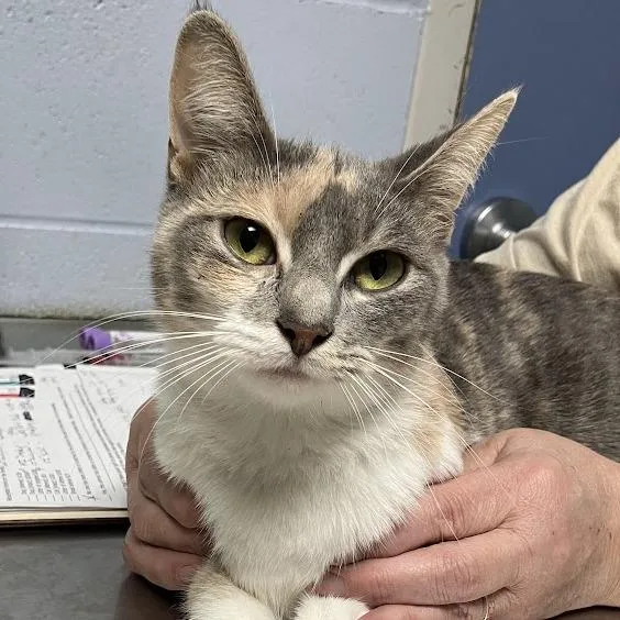 A young medium-sized female Gray / Blue / Silver Domestic Short Hair cat named Lila for adoption in DeKalb, IL