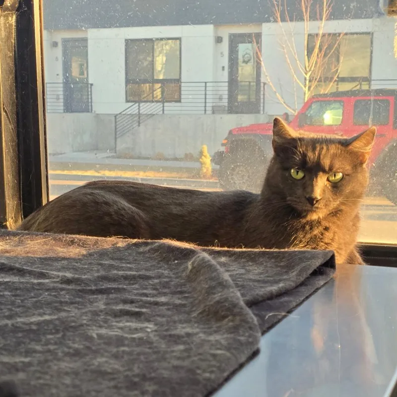 An adult medium-sized female Gray / Blue / Silver Domestic Short Hair cat named Mini for adoption in Denver, CO
