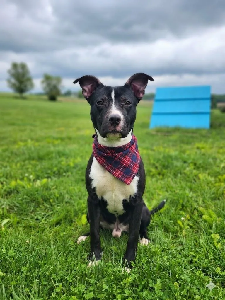 An adult medium-sized male Black Pit Bull Terrier dog named Bronco for adoption in Wooster, OH