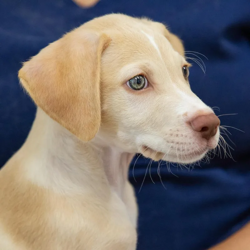 A baby medium-sized male Mixed Breed dog named Hemlock for adoption in Cartersville, GA