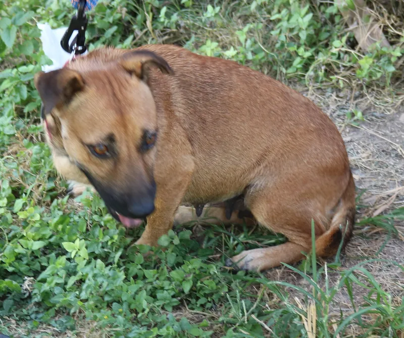 An adult medium-sized female American Staffordshire Terrier dog named Pickles for adoption in Bandera, TX