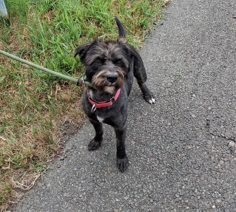 A young small-sized male Black Terrier dog named Yeti for adoption in Long Beach, WA