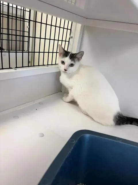 An adult medium-sized female Domestic Short Hair cat named Harlow for adoption in Port Lavaca, TX