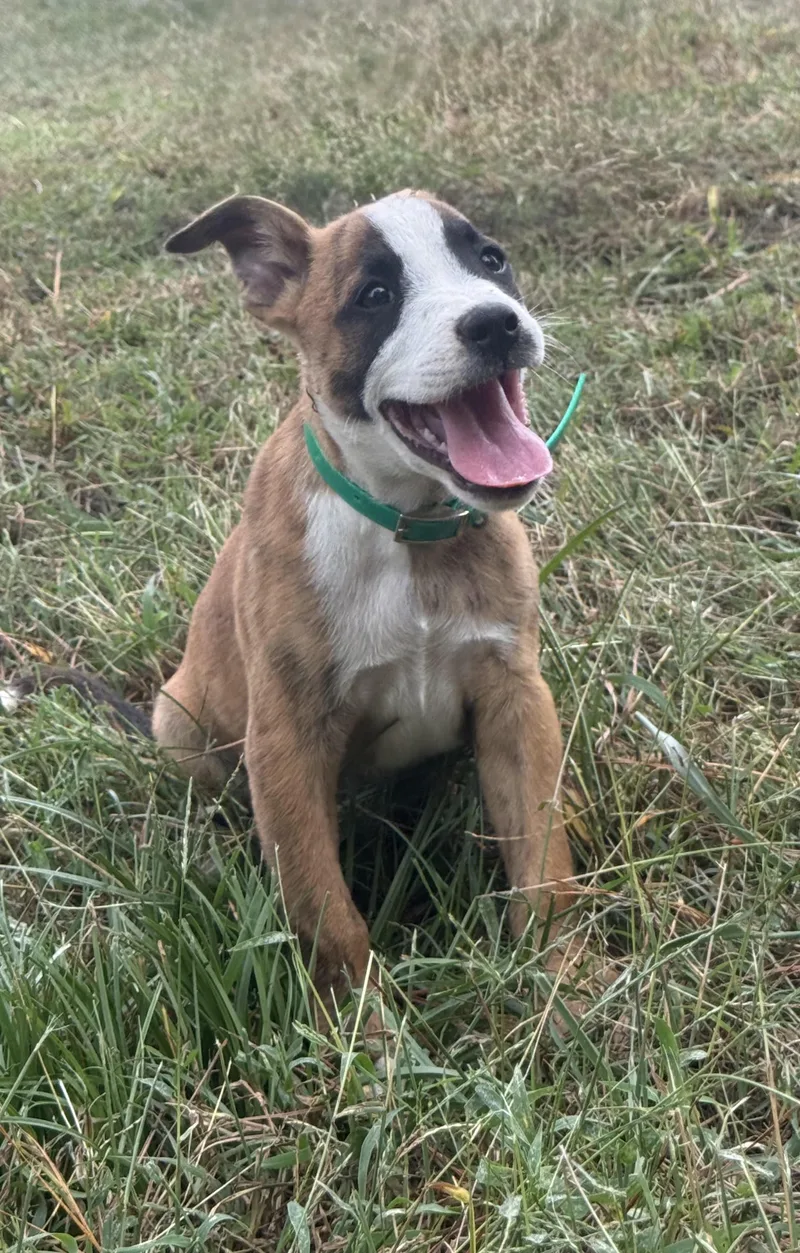 A young large-sized male Brindle Boxer dog named Golden for adoption in Hudson, FL