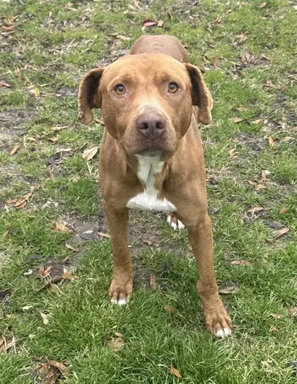 A young medium-sized male Terrier dog named Milo for adoption in Conway, SC
