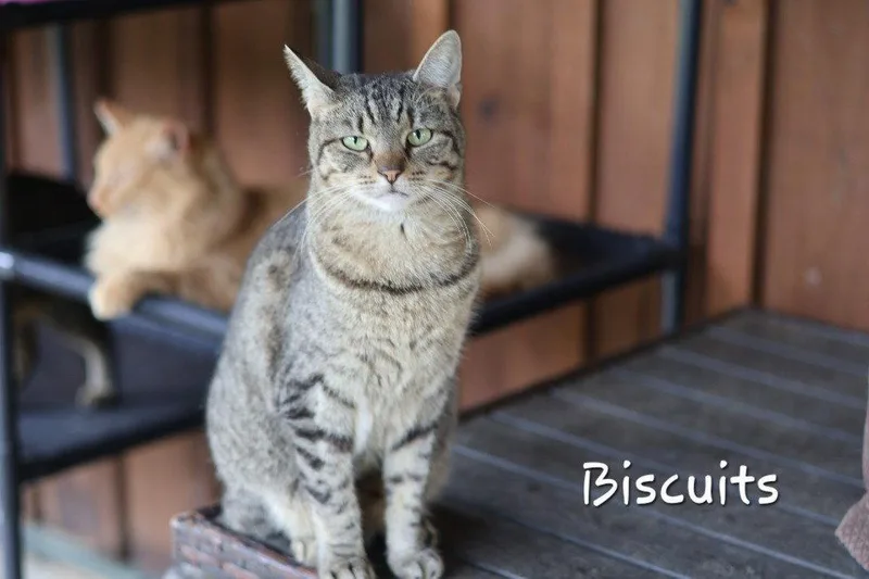 An adult medium-sized female Domestic Short Hair cat named Biscuit for adoption in Cromwell, KY