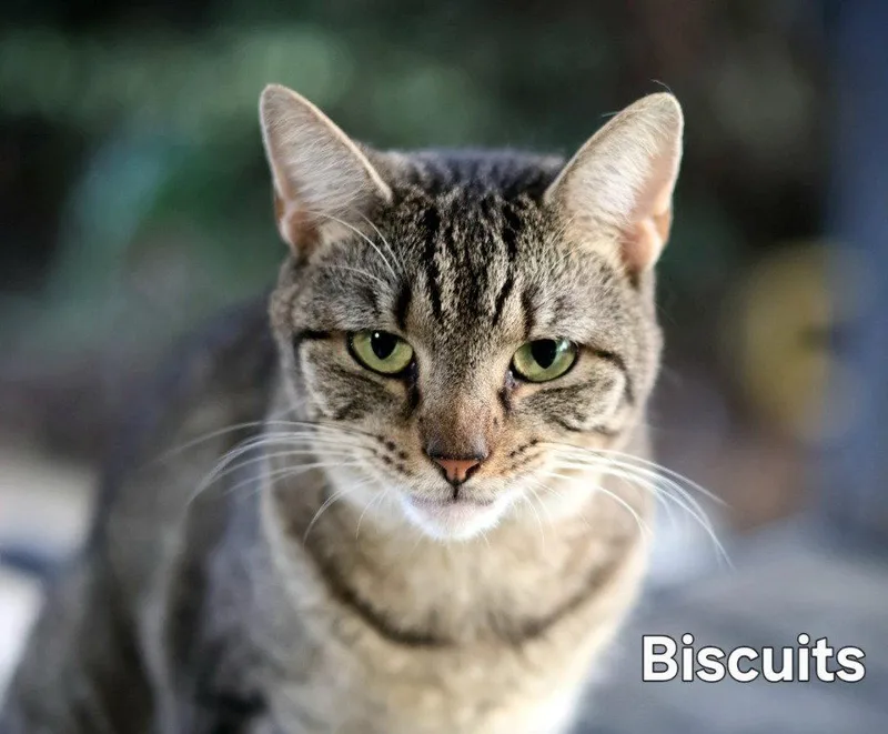 Biscuit thumbnail 2