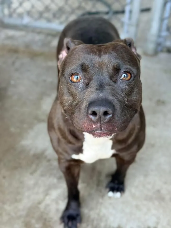 An adult medium-sized female White / Cream Pit Bull Terrier dog named Tamaki for adoption in Chicago, IL