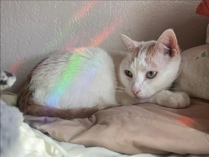 An adult medium-sized female Domestic Short Hair cat named Nala for adoption in Long Beach, CA