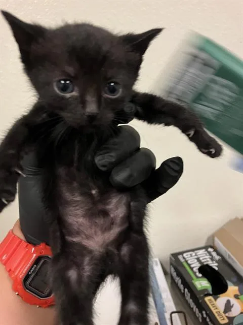 A baby small-sized female Domestic Short Hair cat named Emmy for adoption in Long Beach, CA