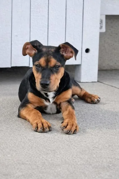 Gunner