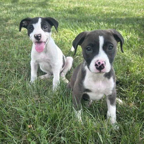 A baby large-sized male Black American Staffordshire Terrier dog named Bixby for adoption in Georgetown, KY