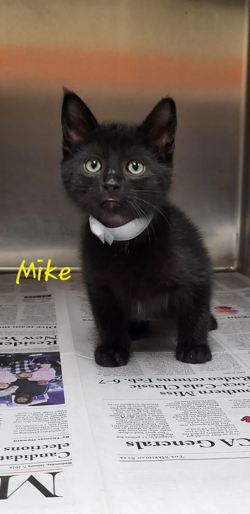 A baby medium-sized male Black Domestic Short Hair cat named Mike for adoption in Marion, MS