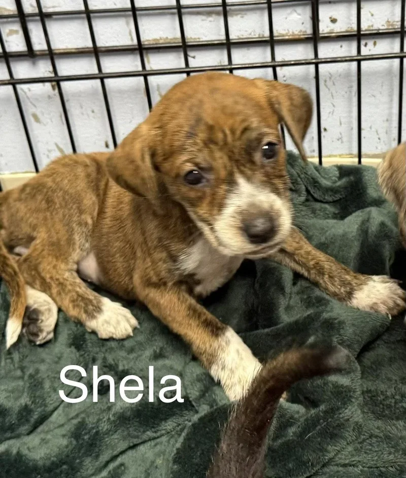 Sheila thumbnail 2