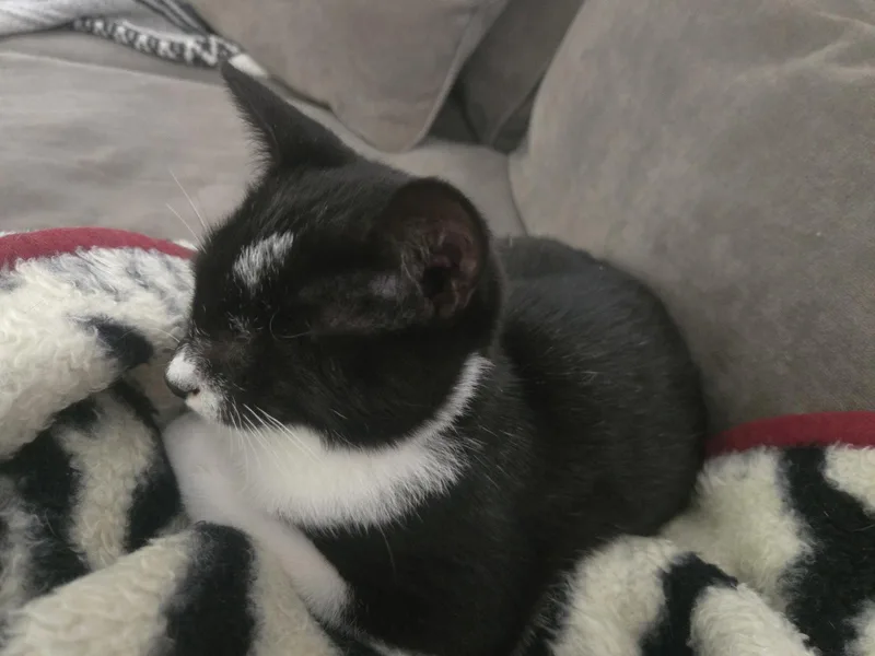 A baby medium-sized male Domestic Short Hair cat named Emery for adoption in Trenton, NJ