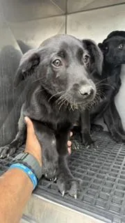 A baby medium-sized female Mixed Breed dog named Celeste for adoption in Dallas, TX