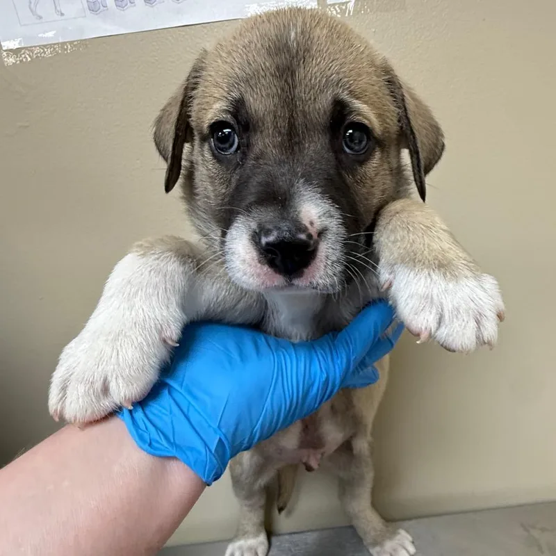 A baby small-sized male Brown / Chocolate Mastiff dog named Randall for adoption in Birmingham, AL