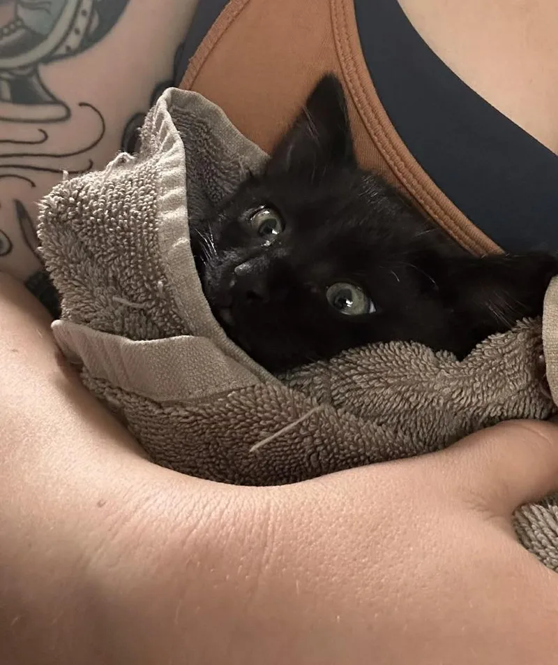 A baby medium-sized female Black & White / Tuxedo Domestic Short Hair cat named Raine for adoption in Sedalia, CO