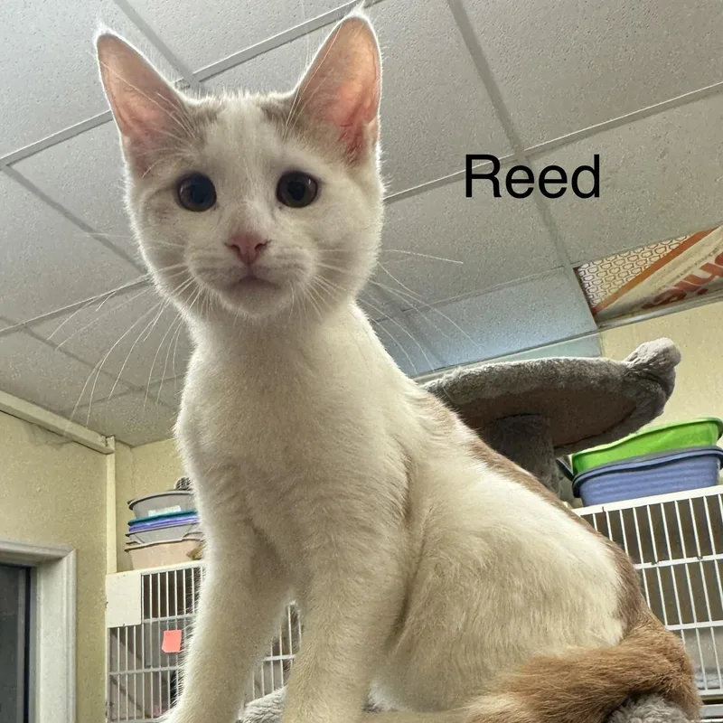 A baby medium-sized male Buff & White Domestic Short Hair cat named Reed for adoption in Ulster, PA