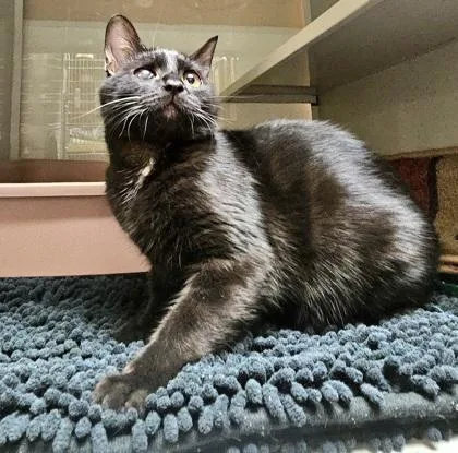 An adult small-sized female Domestic Short Hair cat named Dawn for adoption in Phoenix, AZ