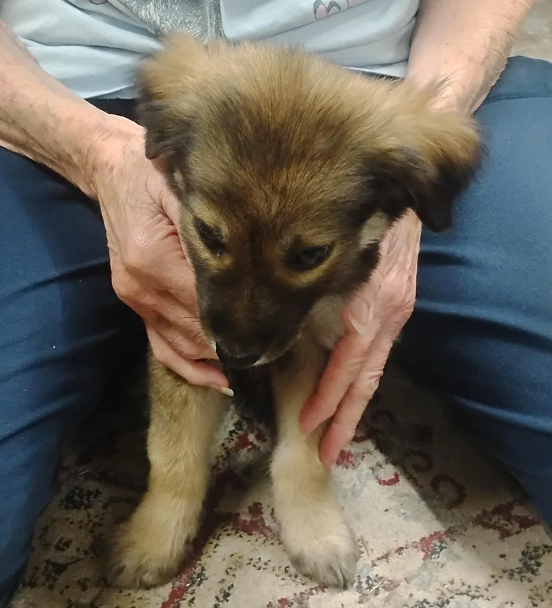 A baby medium-sized male Black German Shepherd Dog dog named Kemo for adoption in Sulphur, OK