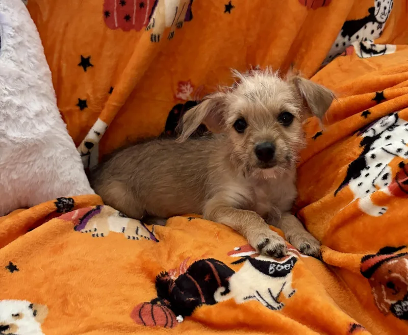 A baby small-sized female Apricot / Beige Terrier dog named Pixie for adoption in Corona, CA