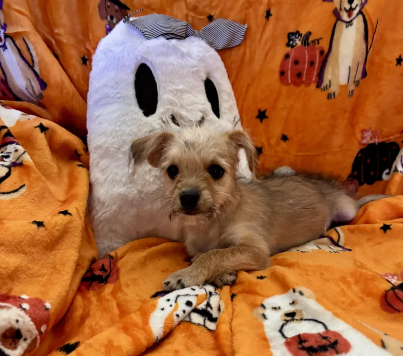 Pixie thumbnail 2
