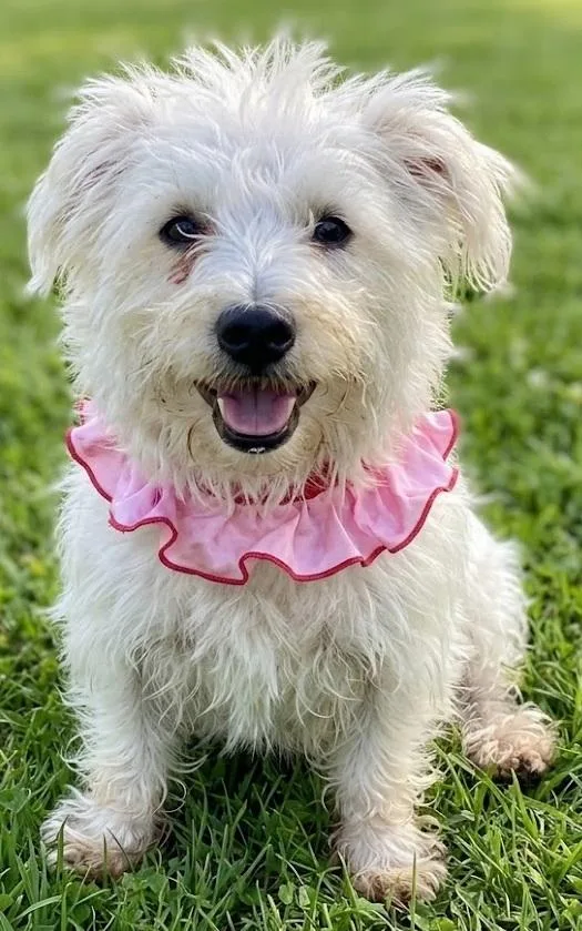 An adult small-sized female West Highland White Terrier / Westie dog named Dolly for adoption in Dallas, TX