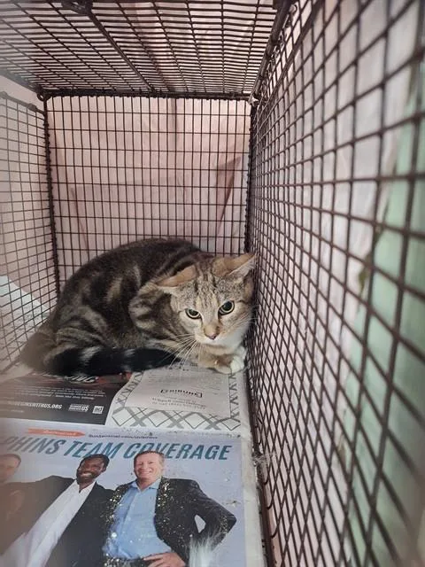 A young large-sized female Domestic Short Hair cat named Scrabble for adoption in Fort Lauderdale, FL