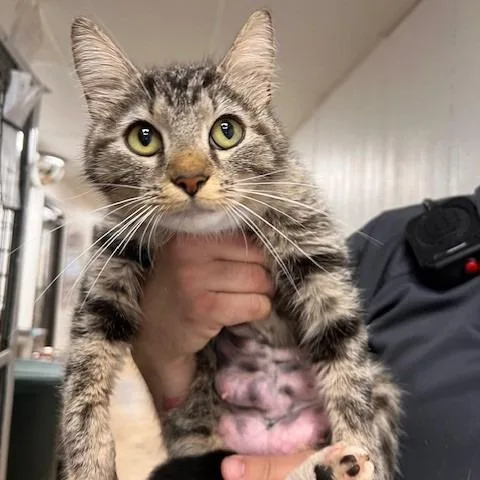 A young medium-sized female Gray / Blue / Silver Domestic Short Hair cat named Libby for adoption in Bartlett, TN