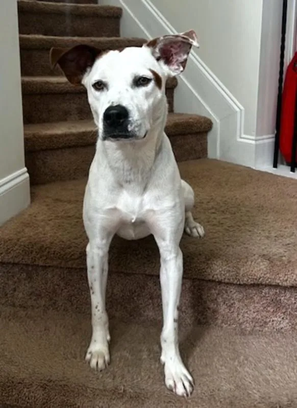 Piston Lizman thumbnail 2