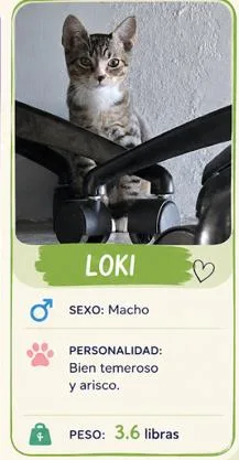A baby small-sized male Gray / Blue / Silver Domestic Short Hair cat named Loki for adoption in Naranjito, PR