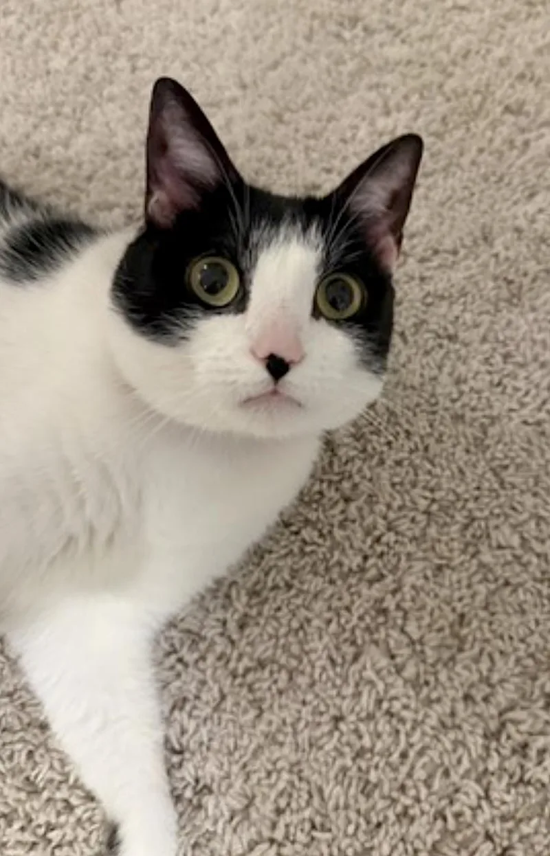 Oreo and Vanilla Bean