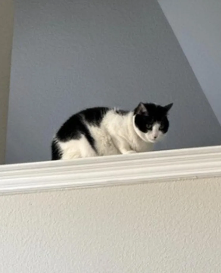 Oreo and Vanilla Bean thumbnail 3